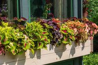 10 Best Flowers for Window Boxes in Shade - Garden Lovers Club