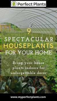 Add an indoor houseplant to your collection today! We’ve got tons of options to choose from that are low maintenance, pet friendly, low light, & plants for beginners. Make your guests say WOW with tropical plants that bring greenery and instant decor. Shop now for best selection!
