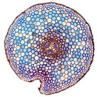 Cell cross-section under a microscope