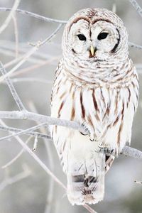 Ural Owl #Raptor #BirdsofPrey #BirdofPrey #Bird of Prey #LIFECommunity