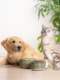 "Boho Oriental Traditional Handmade Moroccan Fabric Style " Pet Bowl for Sale by Arteresting | Redbubble