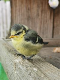 Oiseaux nid printemps oisillons