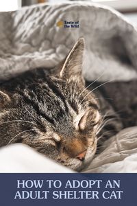 Adopting a new pet can be extremely rewarding. If you’re thinking about adopting a pet, consider taking in an adult cat! Check out our blog to learn more about how to adopt an adult shelter cat. #CatAdoption #NewPetAdoption #AdultCats #ShelterPets