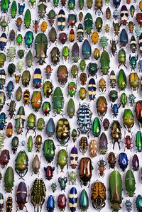 Meet the Beetles