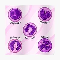 Since I am currently in college studying to become veterinary technician, we look at blood smears a lot! I thought it would be fun to make a pattern/diagram of white blood cells in my style. Hope you enjoy this and it helps you! ♥ • Millions of unique designs by independent artists. Find your thing.