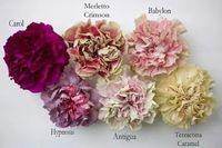 Antique-hued carnations, available from Florabundance, Inc.