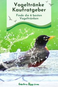 Nicht nur wir Menschen brauchen im Sommer eine Abkühlung bei hohen Temperaturen. Auch Deine Gartenvögel sind für jede Erfrischung dankbar. Egal ob ein kühler Drink oder ein erfrischendes Bad, die Vogeltränke ist die Rettung. Die schönsten Vogeltränken für Deinen Garten im Vergleich findest Du auf Garten-Tipp.com. Außerdem findest Du alle wichtigen Informationen zum Thema Vogeltränken für Dein Garten-Zubehör.