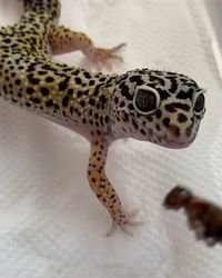 kenapa makan malam ?. Karena leopard gecko merupakan hewan nokturnal, lebih suka beraktivitas di malam hari, termasuk memakan jangkrik kesukaan nya. #gecko #jangkrik #animal #tokek #leopardgecko #hewan #peliharaan #hewanlucu Credit/Source: instagram.com/ema_monster07/