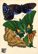 Seguy E. A. - Papillons (1924)