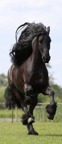 Friesian black horse stallion dressage baroque