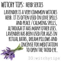 Lavandula, known as lavender, is a very common herb not just among witches, but everyone! It's famously known for it's calming, relaxing…