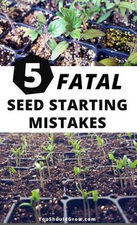 Indoor gardening: Starting seeds is so exciting, but what's a gardener to do if they're having problems germinating seeds? If you're wondering what went wrong, you may have made one of these fatal seed starting mistakes. | Gardening Tips | Organic Vegetable Gardening | Homesteading | #gardeningtips
