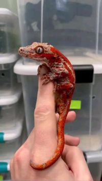 Credit/Source: instagram.com/jreptiles_ #gecko #gargoyle #kadal #exotic #pets #animals #reptil #wild #cute #cicak