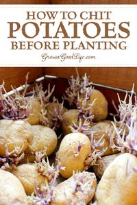 How to Chit Potatoes: Chitting simply means encouraging the seed potatoes to sprout before planting. Visit to see how to chit potatoes to give them a head start.