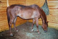 Feeding Horses to Increase Weight and Body Condition