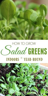 Did you know you can grow fresh salad greens in your home any time of year? It’s true! And it’s a great project for beginner growers. #gardening #indoorgardening #foodgrowing #indoorfoodgrowing #gardenideas #saladgreens #empressofdirt