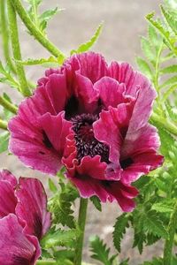 Harlem Oriental Poppy This is an Oriental Poppy that blooms in early summer, with all the other Poppies, then rests and reblooms late in the season!:
