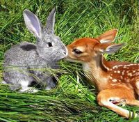 It’s Bambi and Thumper!