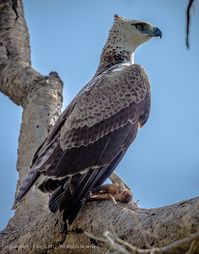 Hasil gambar untuk eagle