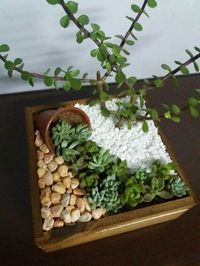 Stylish 30+ Awesome Succulent Garden Ideas In Your Backyard