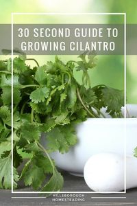 Quick and dirty guide to growing cilantro.