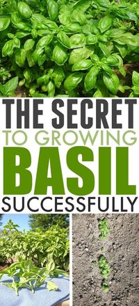 The Secret to Growing Basil Successfully | The Creek Line House