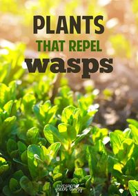 Do you know the best wasp repellent plants to include in landscaping that actually look and smell pleasant? #pestcontrol #wasp #bugs #gardening #plants