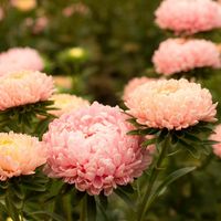 Aster‘Chamois Apricot’ is a must grow! Each vigorous plant is loaded with dozens of glowing peachy-pink blooms which are perfect for flower arranging
