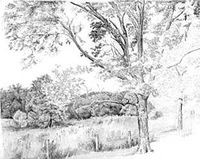 How to Draw Trees (Part 1) by Diane Wright