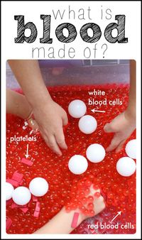 A hands-on science demonstration (and sensory tub idea) to learn what blood is made of!