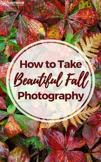 Online resources have made being in the right place at the right time for peak autumn color easier than ever before. A multitude of websites dedicated to national, regional, or local fall color reports allow you to monitor fall color progression and determine where and when to get the best autumn conditions.
