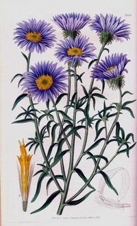 Purple Aster Botanical Illustration