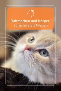 Katzen miauen in der Regel nicht um mit ihren Artgenossen zu kommunizieren. Hierfür nutzen sie vorwiegend Körpersprache und Duftmarken, die sie als Reviermarkierung setzen.