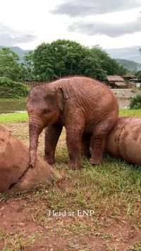 Credit/Source 📸 : https://instagram.com/lek_chailert #gajah #Elefante #lucu #Elephant #bayigajah #bayibinatang #animalvideo #babyanimal #cute