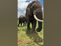 Adorable Elephant Pranks Human! #Shorts - YouTube