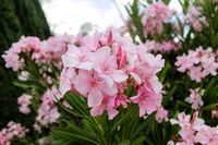 15 Free Things To Do in las vegas- Wetlands