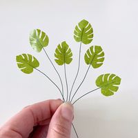 Monstera Plant