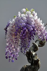 Ancient wisteria bonsai