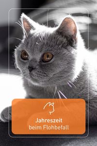 Leider haben Katzenflöhe inzwischen das ganze Jahr Hochsaison – der Flohbefall kann also zu jeder Jahreszeit auftreten.