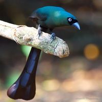 Racket-tailed treepie #birds