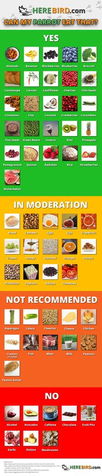What Do Parrots Eat? 55 Bird-Safe Parrot Foods They Can (& Can’t) Eat