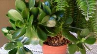 39. Planta jade na janela iluminada – Via: Pinterest #plantajade #plantajadeatraidinheiro #plantajadecomocuidar