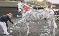For equine science