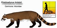 pristinailurus - Pesquisa Google