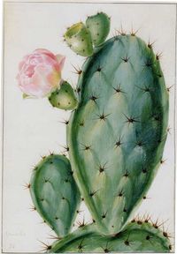 Prickly pear by Georg Dionys Ehret (1708-1770)