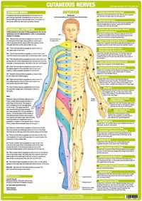 Upper Limb Nerve Chart - Anterior – Chartex Ltd