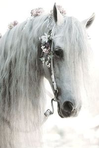 White horse