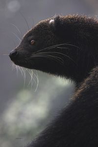 Binturong by zulbaning, via Flickr