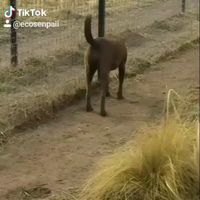 #animallover #lion #dog animalvideo #loveanimals