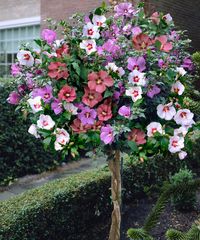 Take a look at this Rose of Sharon Braided Tree by Cottage Farms Direct on #zulily today!